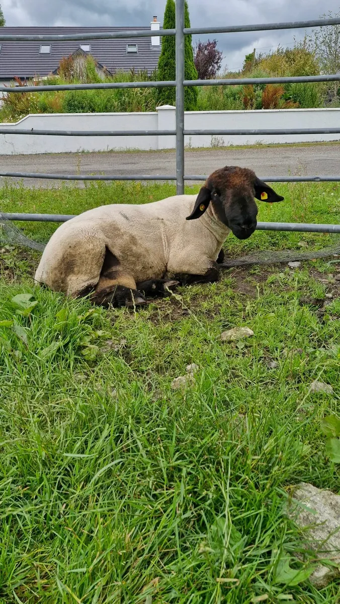 Suffolk pbr ram's non reg - Image 2