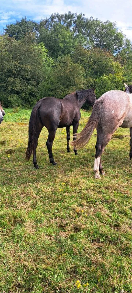 3yr old Filly - Image 1