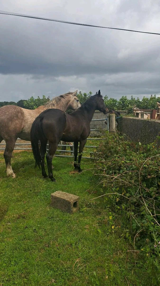 3yr old Filly - Image 2