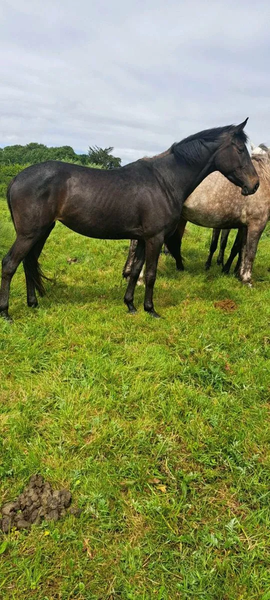 3yr old Filly - Image 3