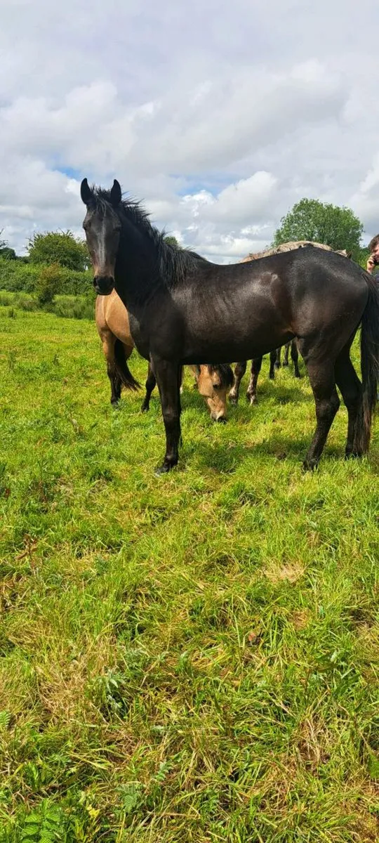 3yr old Filly - Image 4