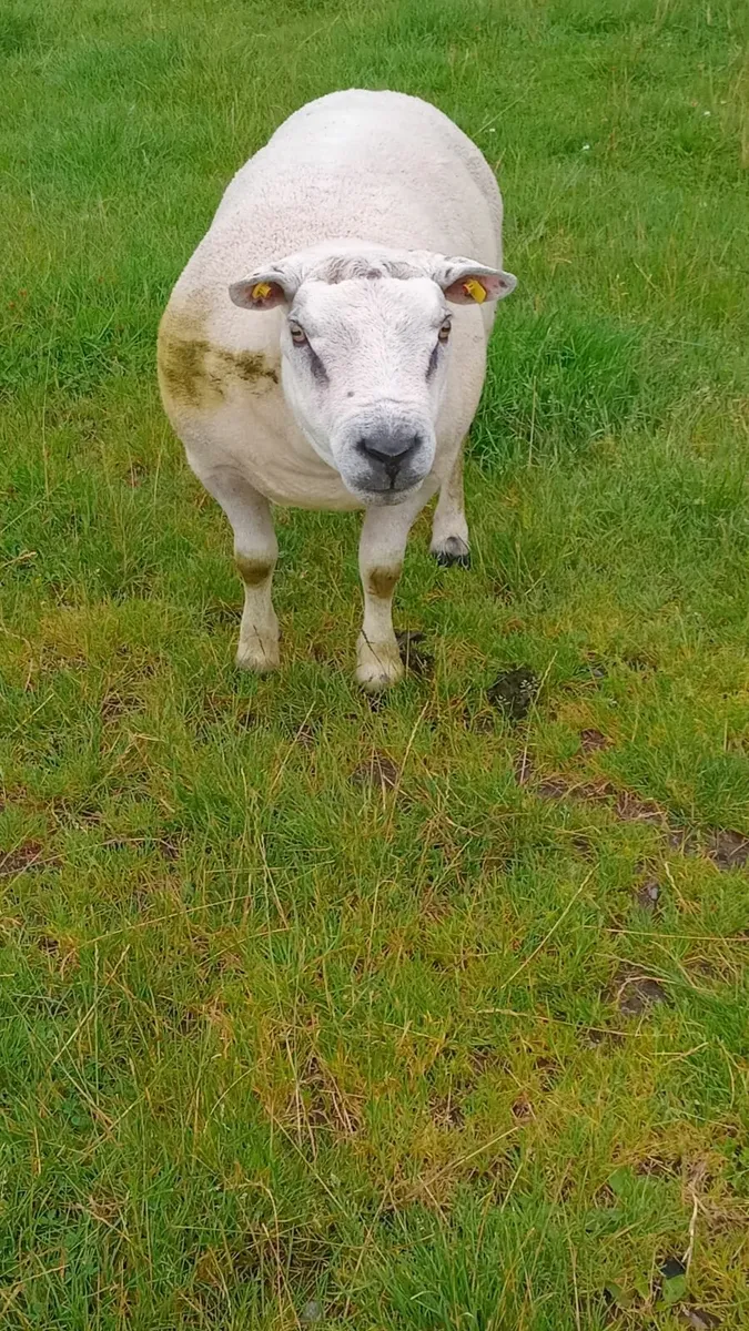 Ram - Image 2