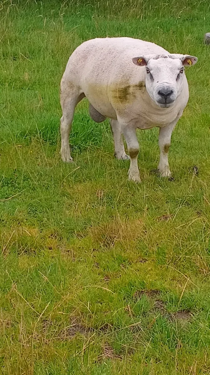 Ram - Image 3