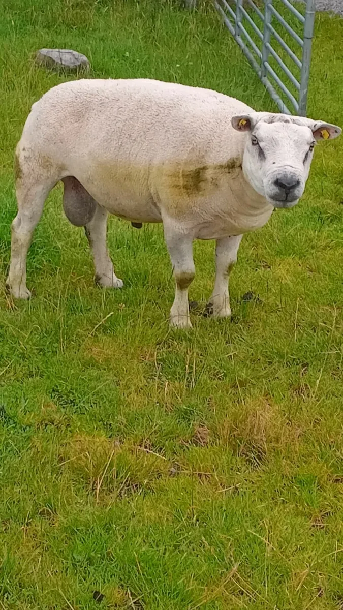 Ram - Image 4