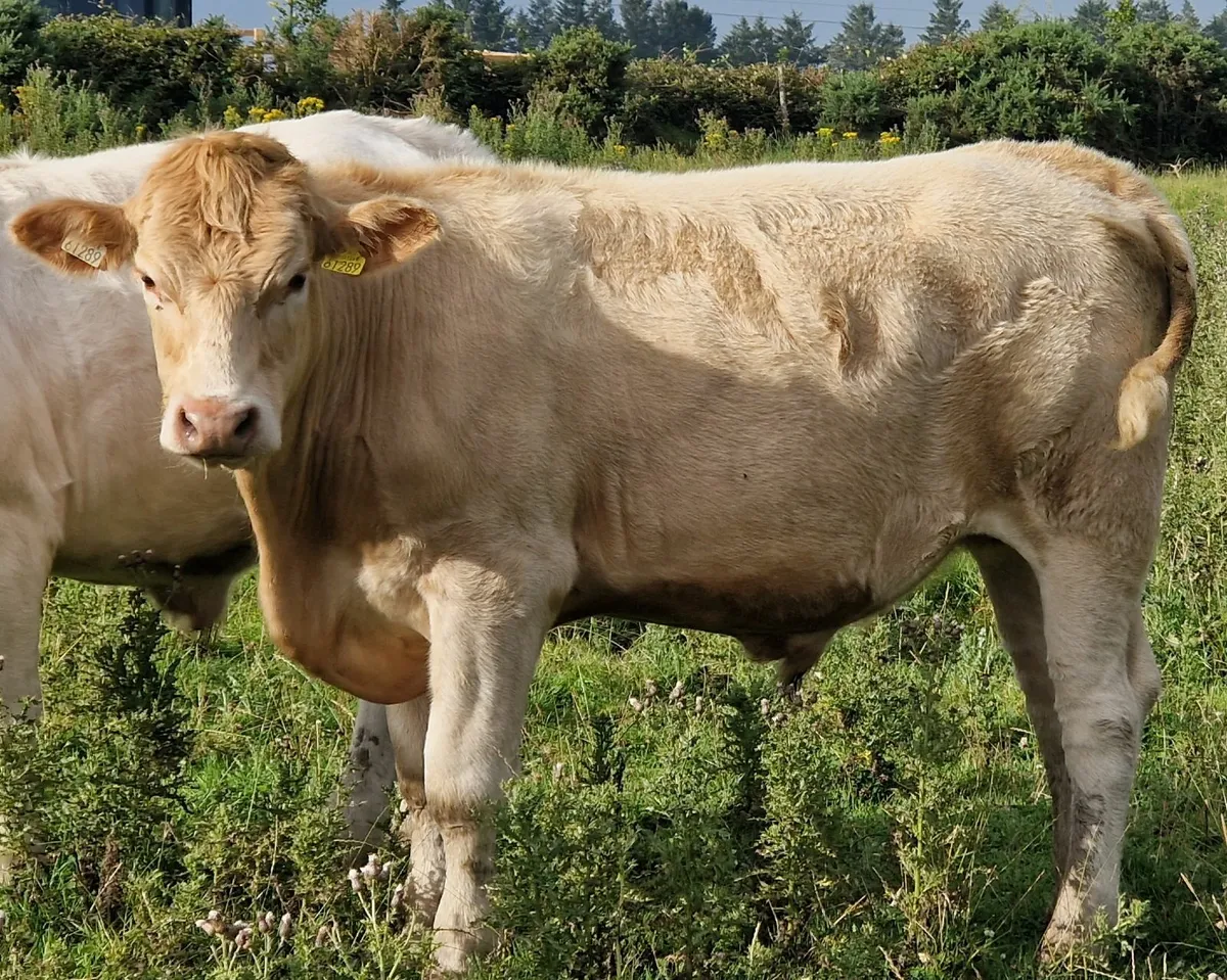 CHX Bullocks for sale - Image 2