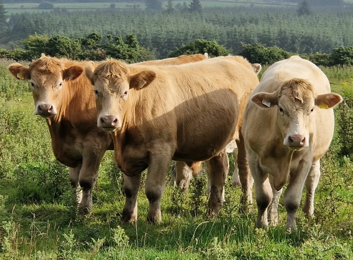 CHX Bullocks for sale - Image 1