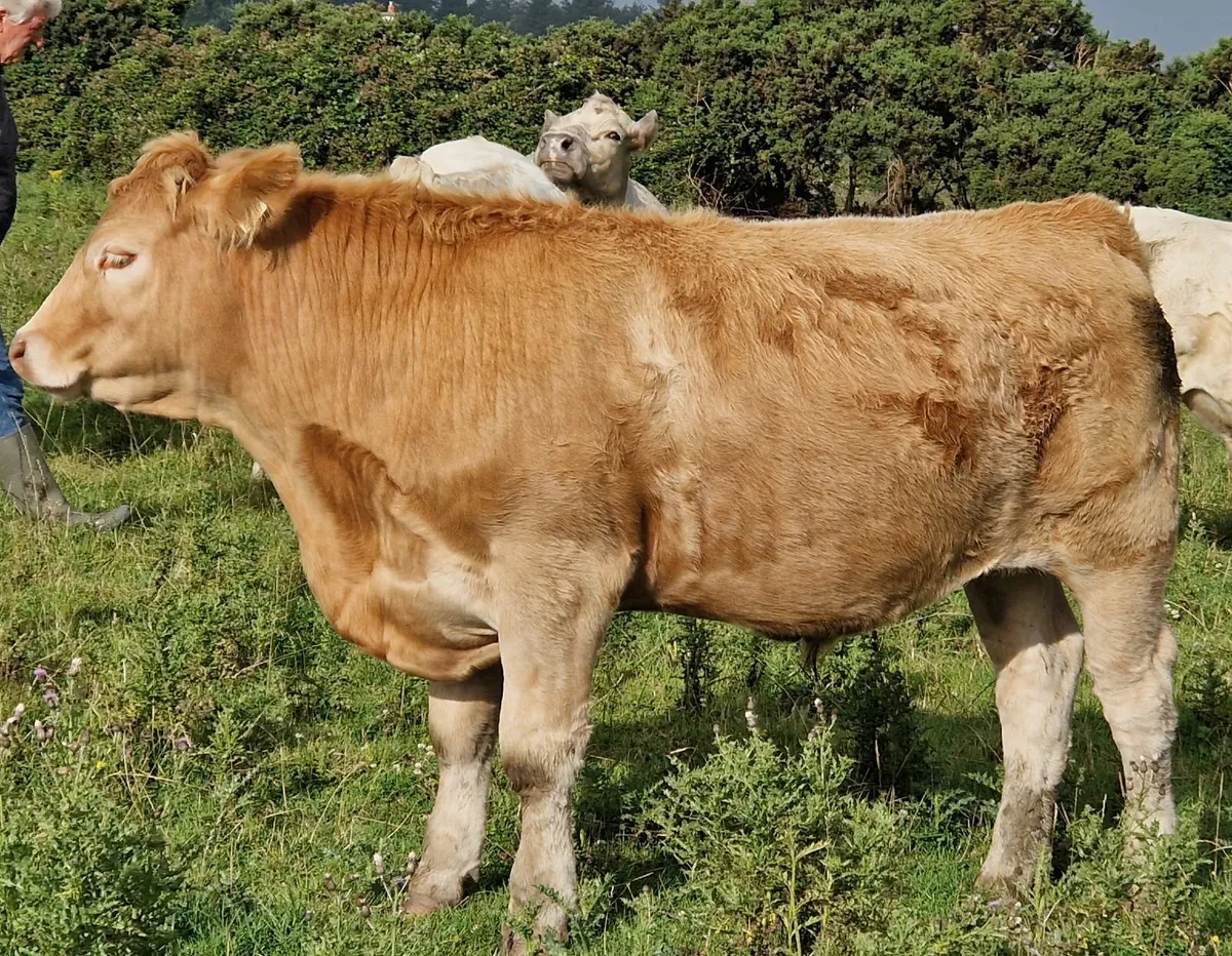 CHX Bullocks for sale - Image 3