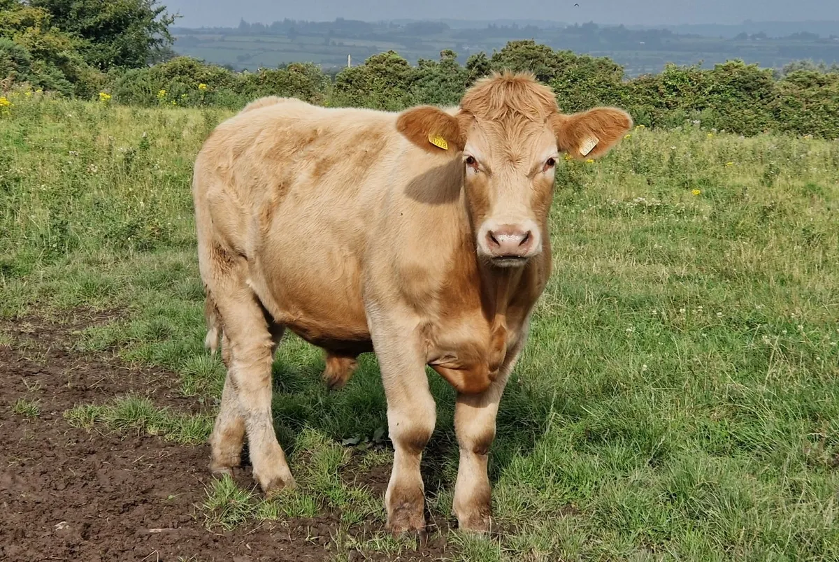 CHX Bullocks for sale - Image 4