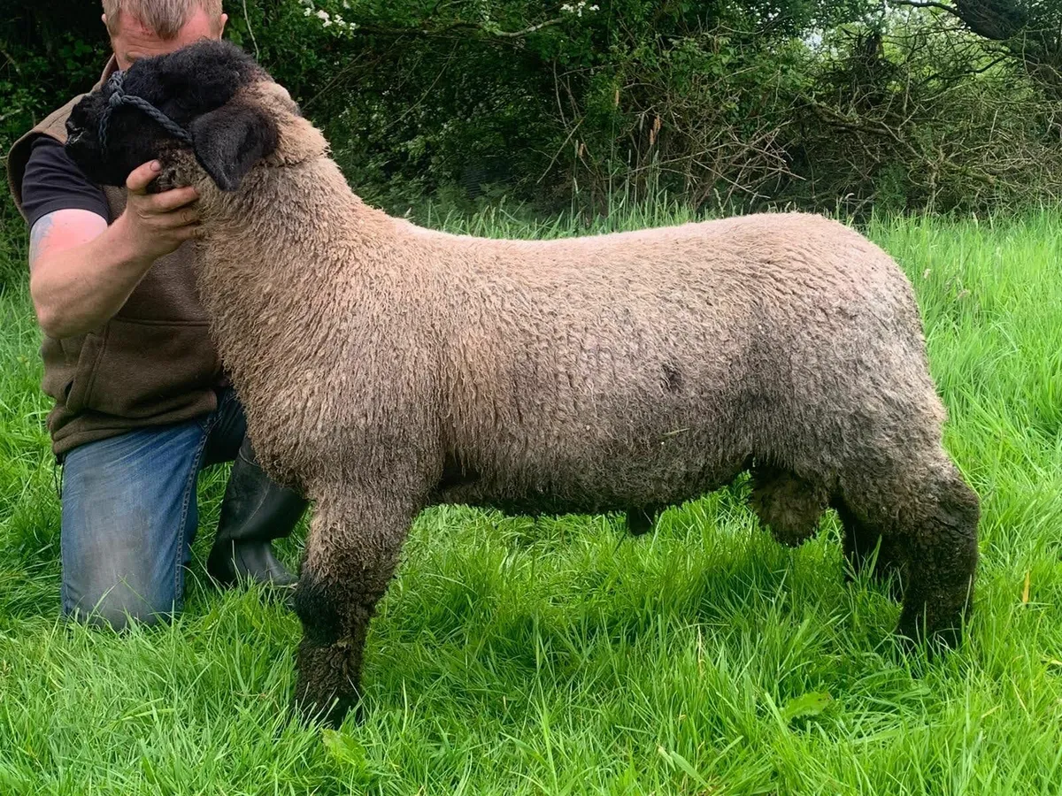 Suffolk pbr ram's non reg - Image 3