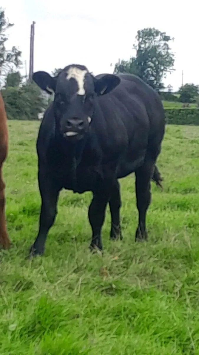 Heifers for Balla mart. Saturday  26/07 - Image 1