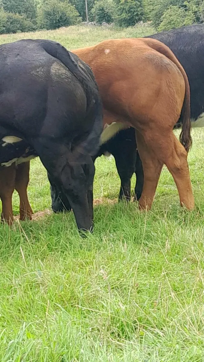 Heifers for Balla mart. Saturday  26/07 - Image 2