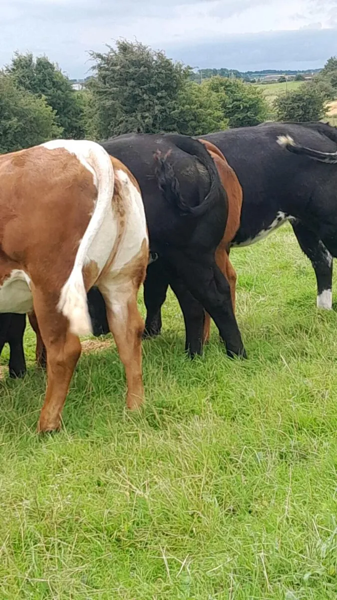 Heifers for Balla mart. Saturday  26/07 - Image 3
