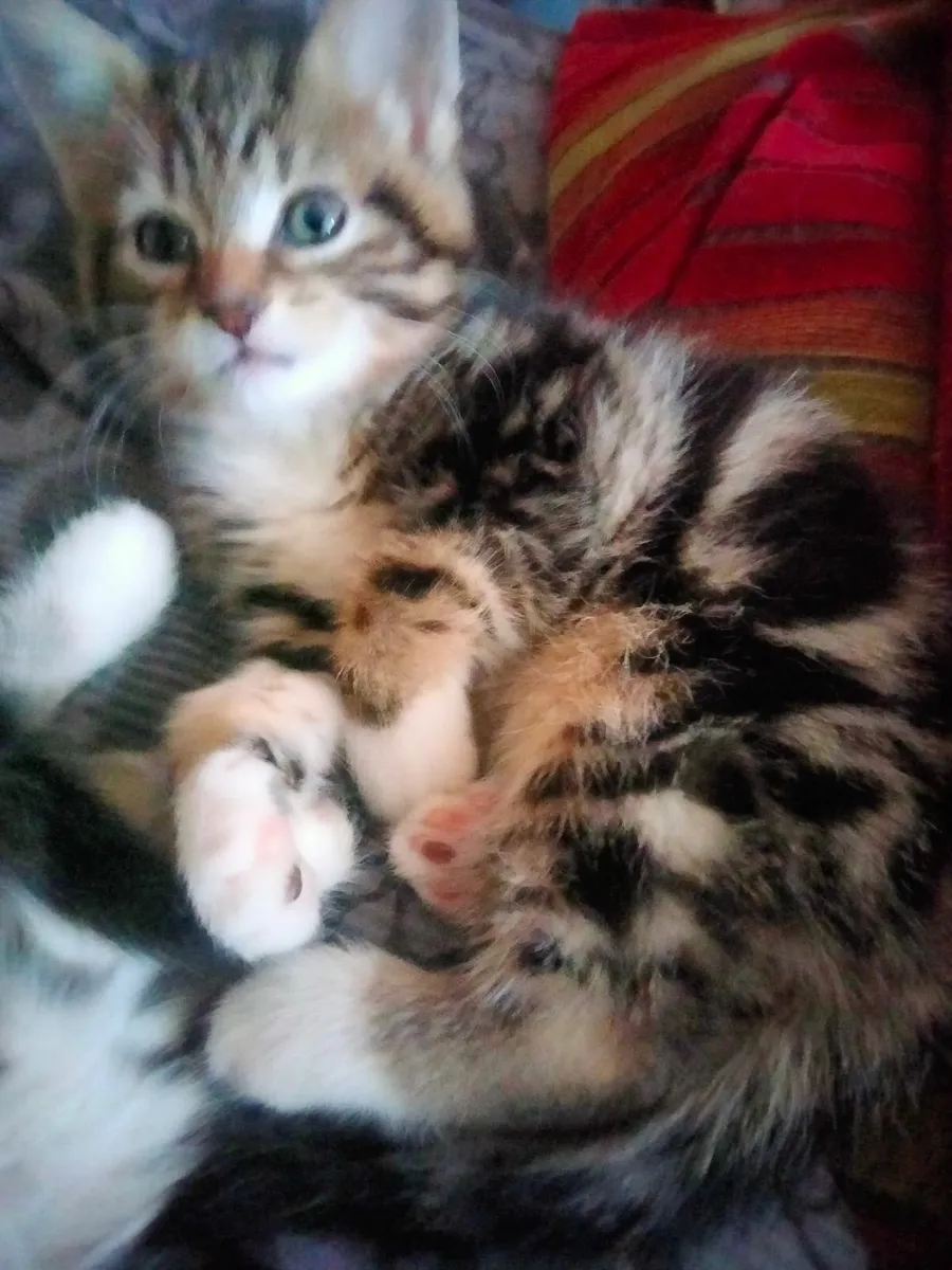 Kittens - Image 4
