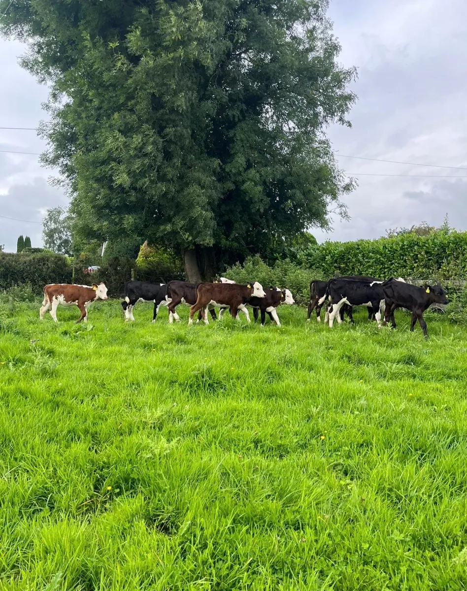 12 runner heifers for sale - Image 1