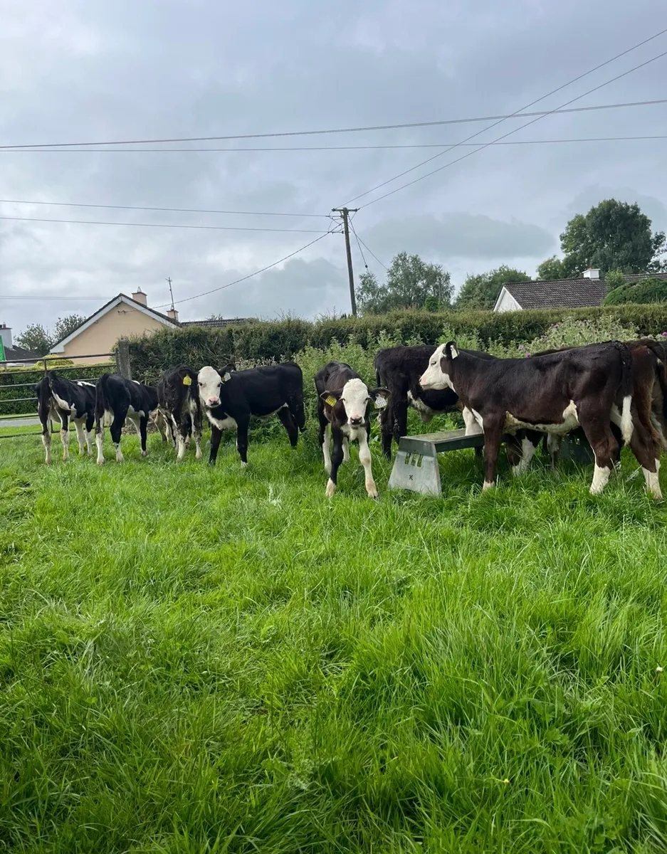 12 runner heifers for sale - Image 3