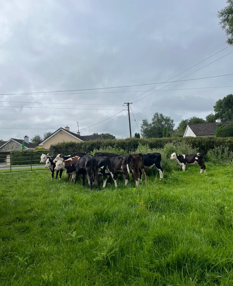 12 runner heifers for sale - Image 4