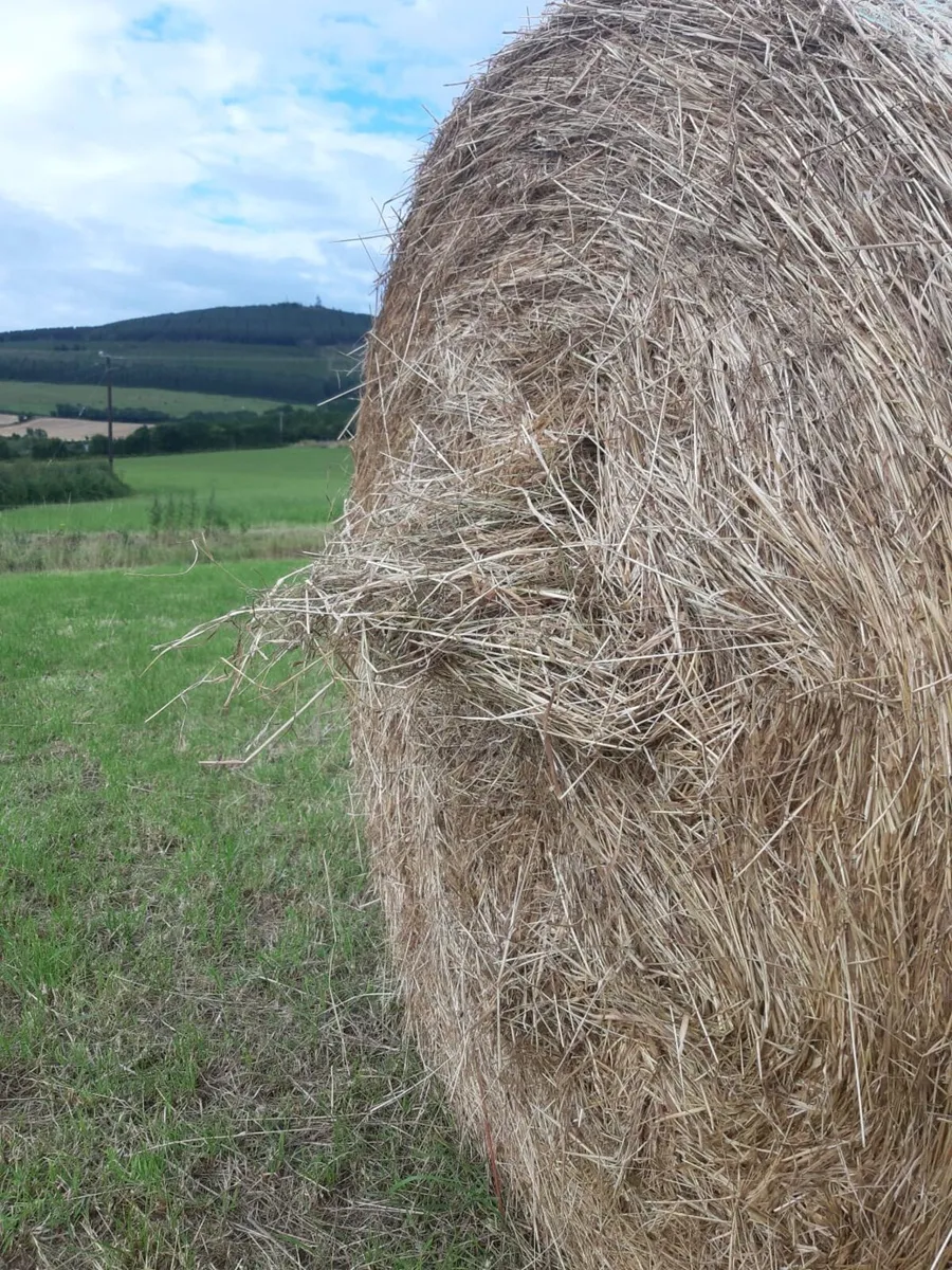 100 Hay bales for sale - Image 1