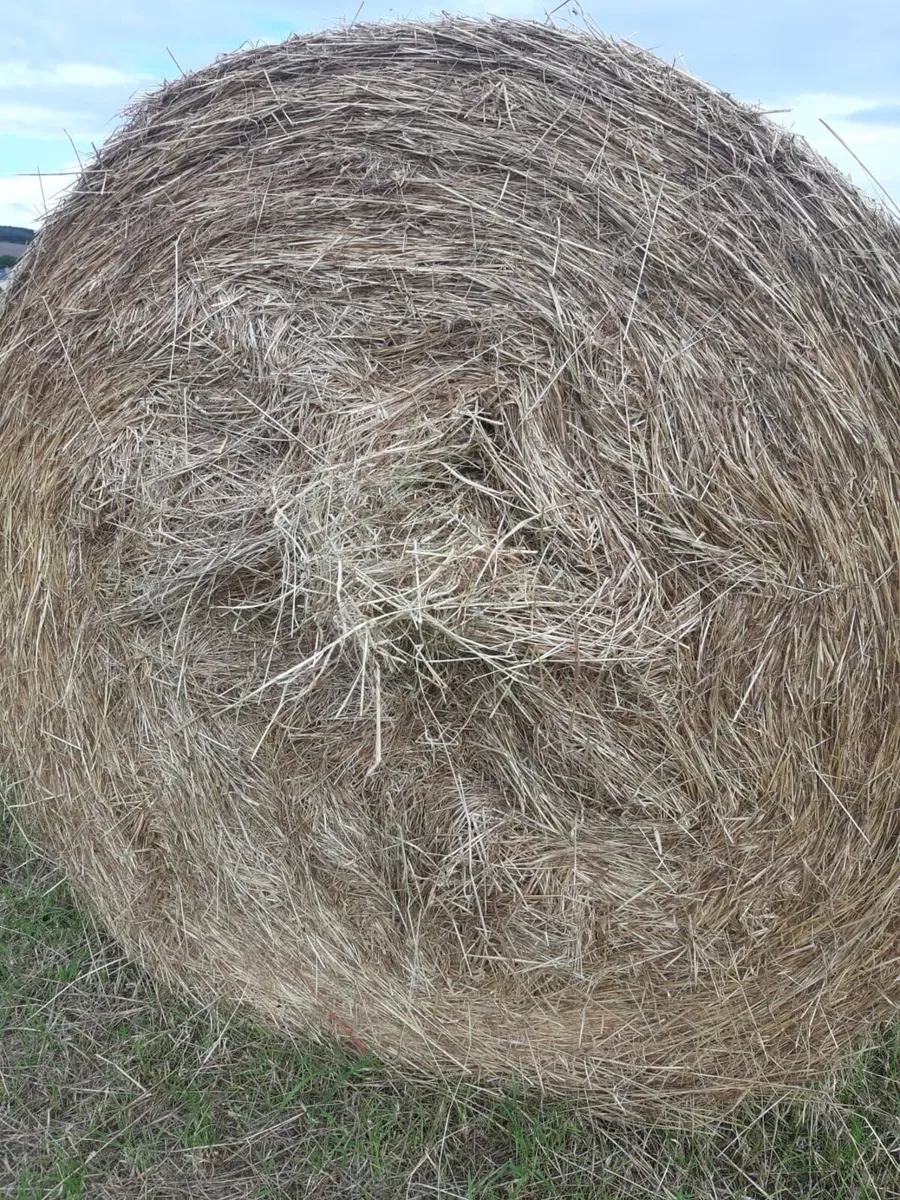 100 Hay bales for sale - Image 2