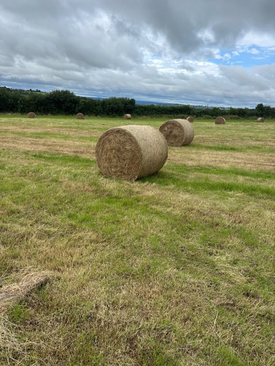 Hay - Image 1