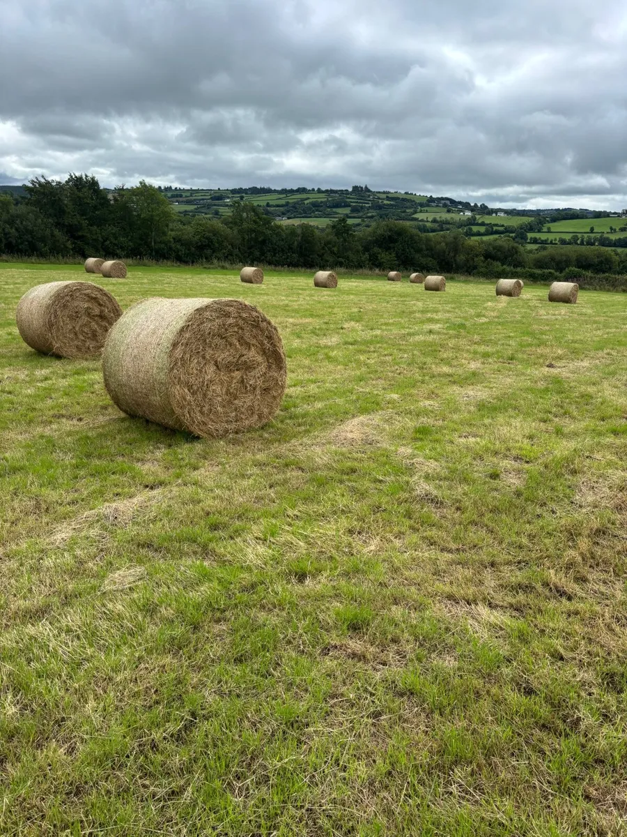 Hay - Image 2