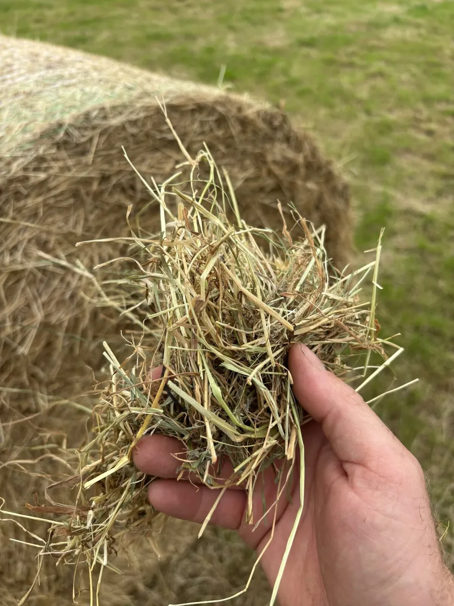 Hay - Image 3