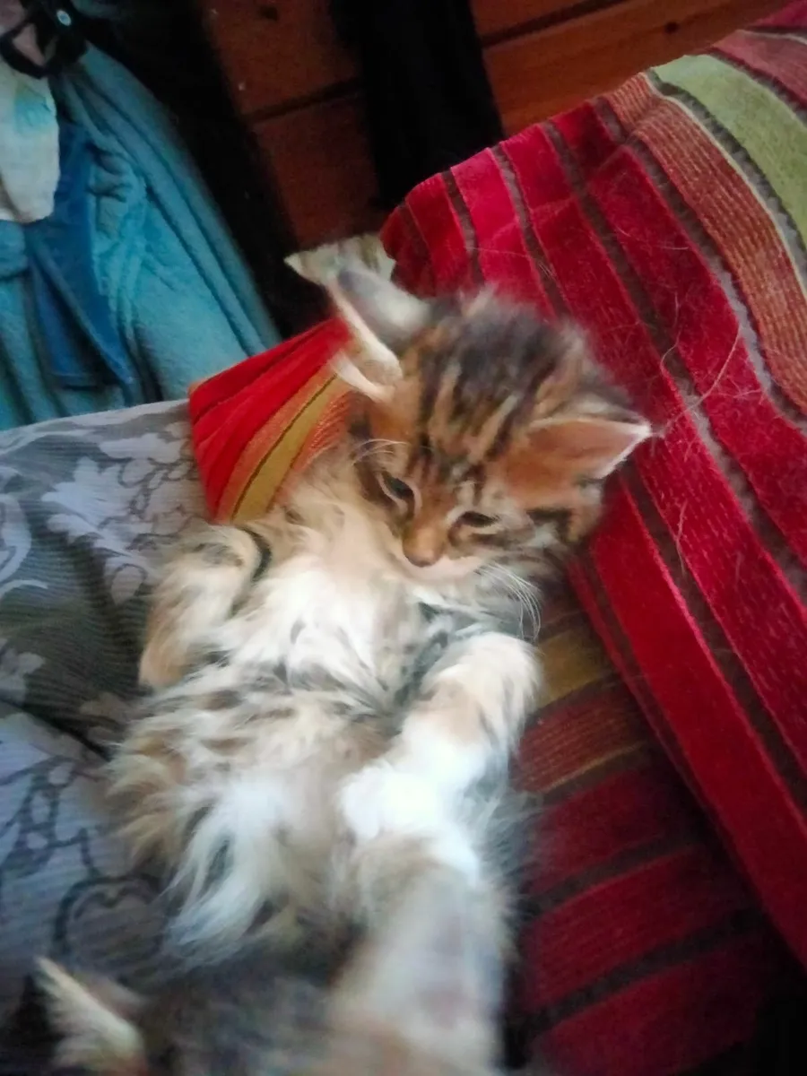 Kittens - Image 1