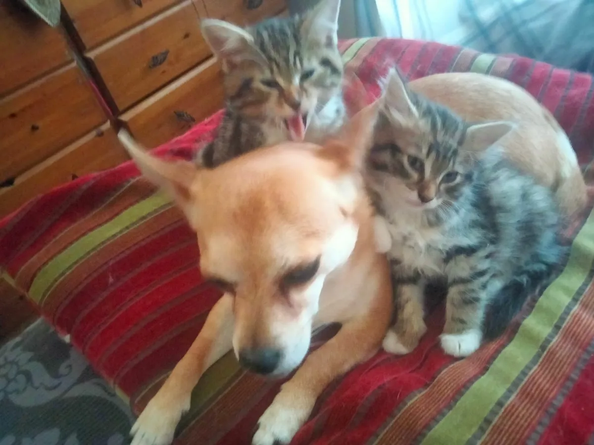 Kittens - Image 2