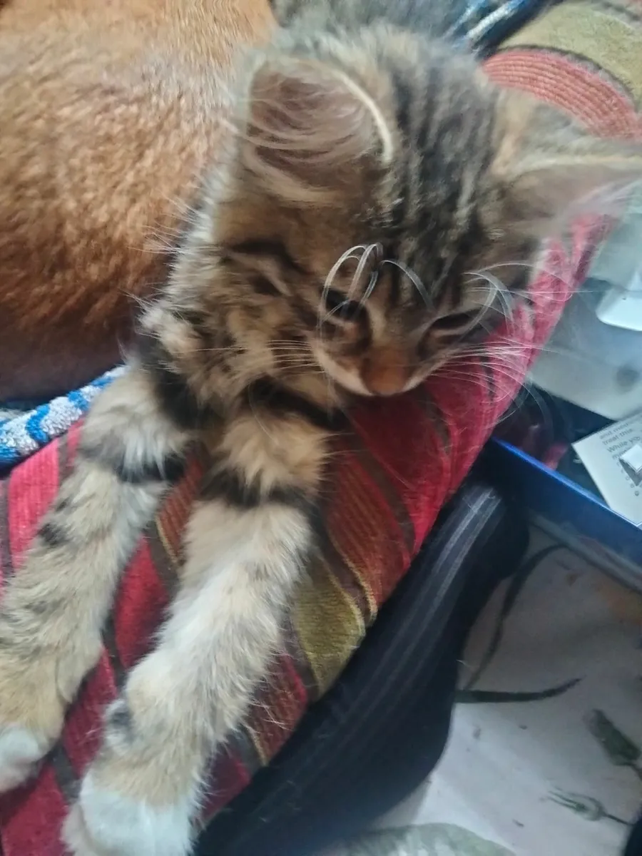 Kittens - Image 3