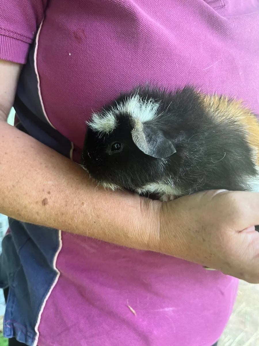 Guinea pigs - Image 1