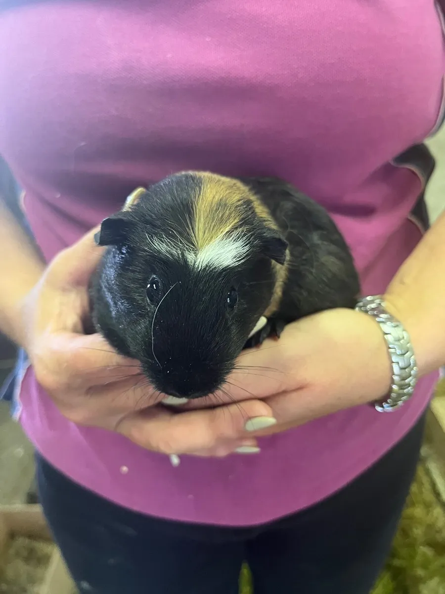 Guinea pigs - Image 2
