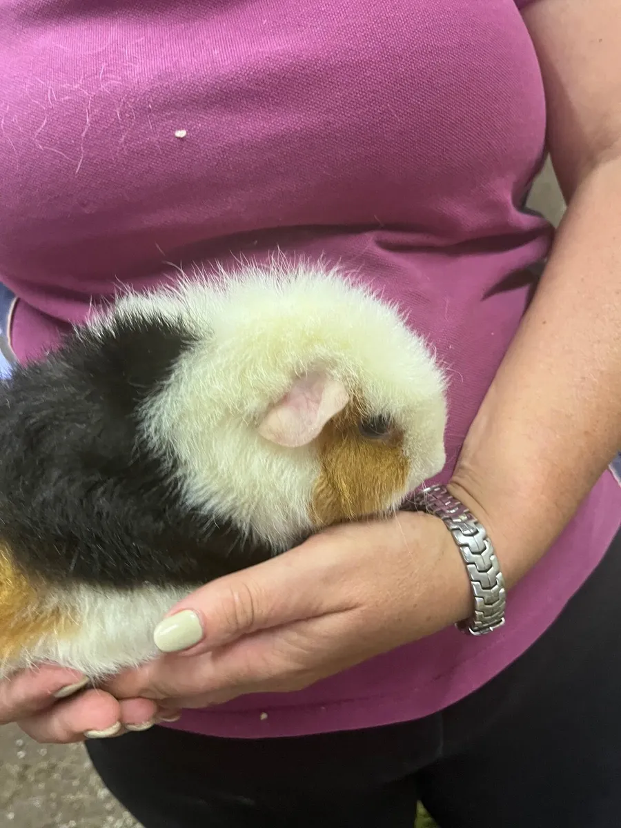 Guinea pigs - Image 3