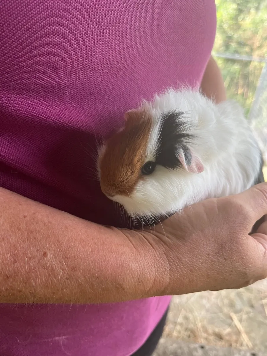 Guinea pigs - Image 4