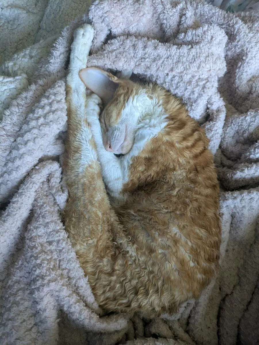 Cat - Image 2