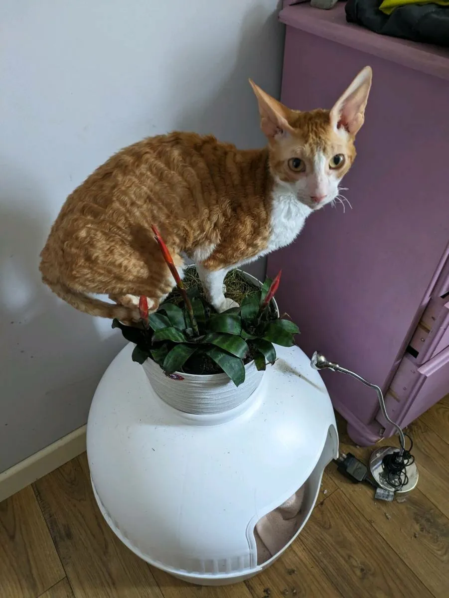 Cat - Image 3