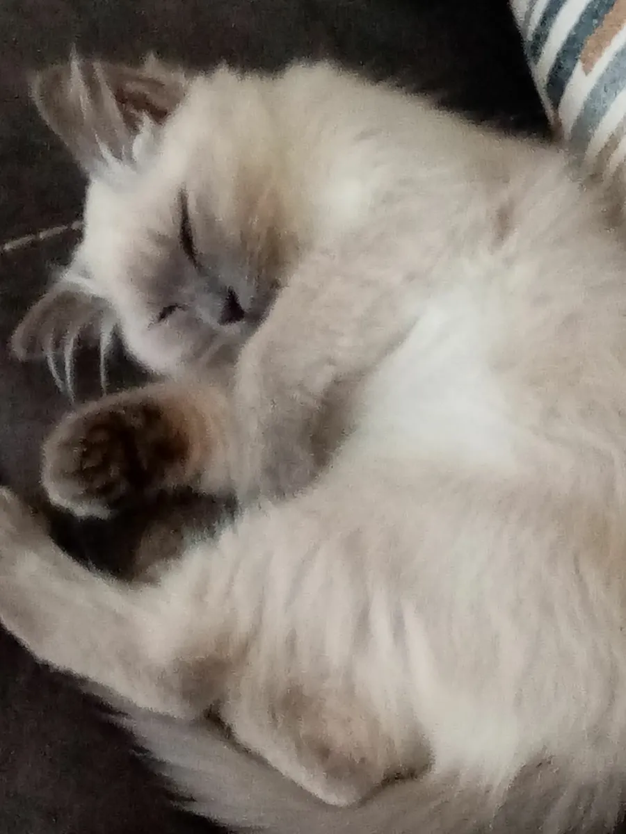Kitten - Image 1