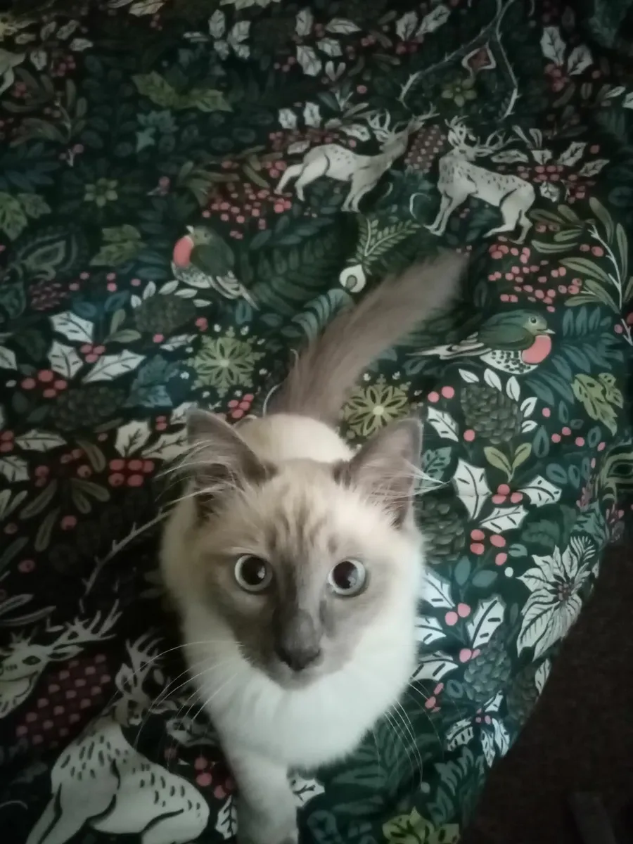 Kitten - Image 2