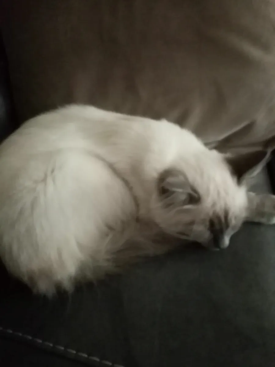 Kitten - Image 4