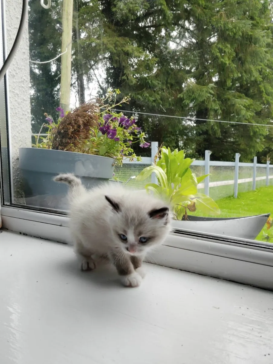 British short hair kittens - Image 1