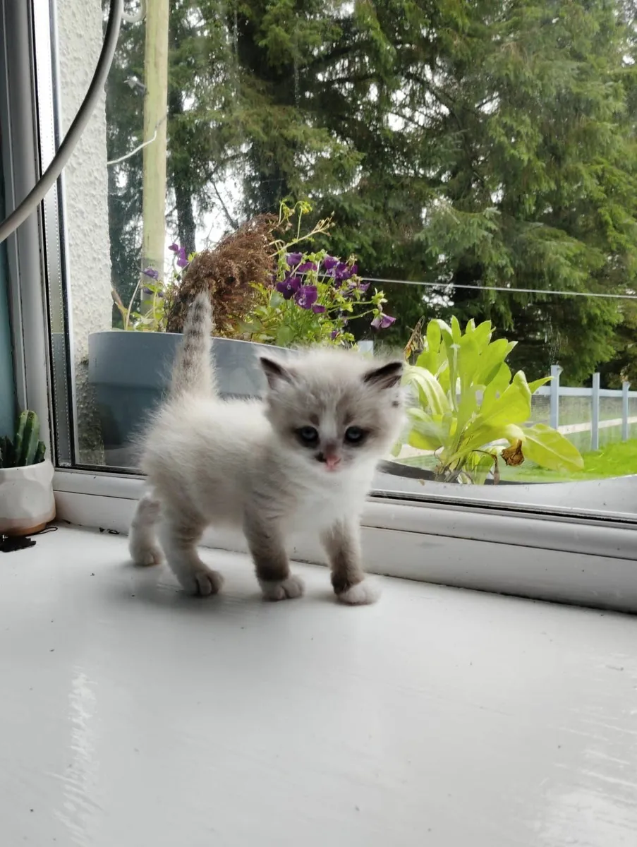 British short hair kittens - Image 2