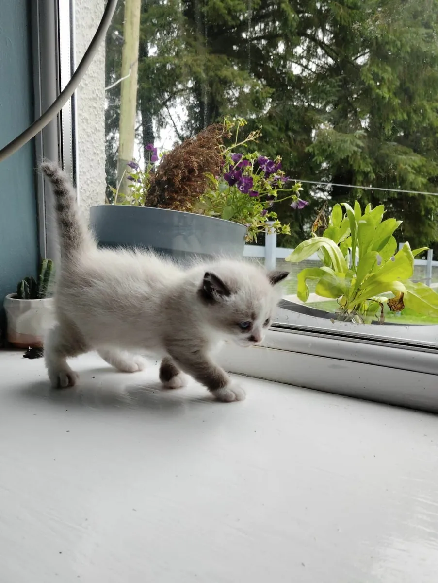 British short hair kittens - Image 3