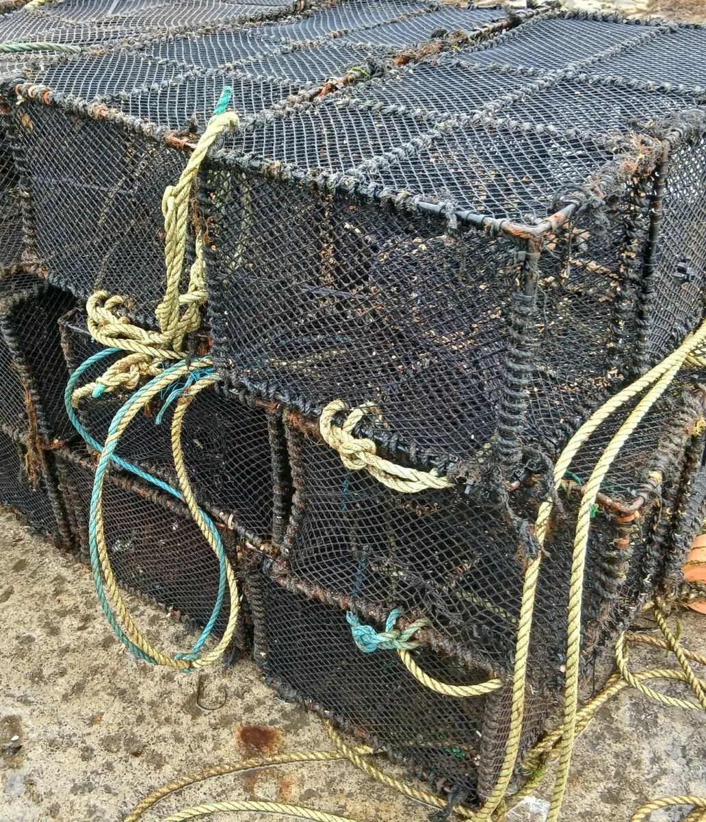 Square pots/creels (wrasse) - Image 1