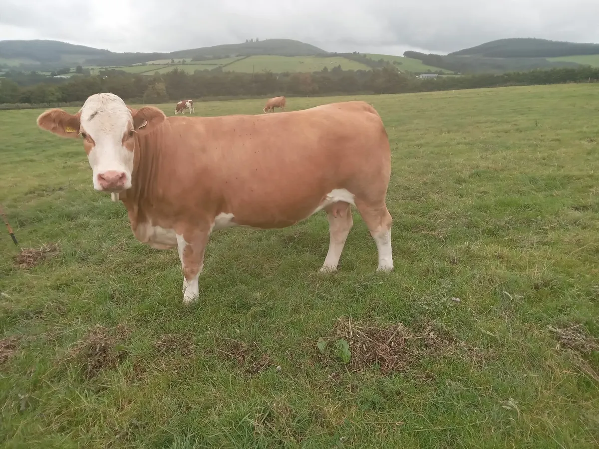Springers roscrea mart friday 25 july frank coffey - Image 3