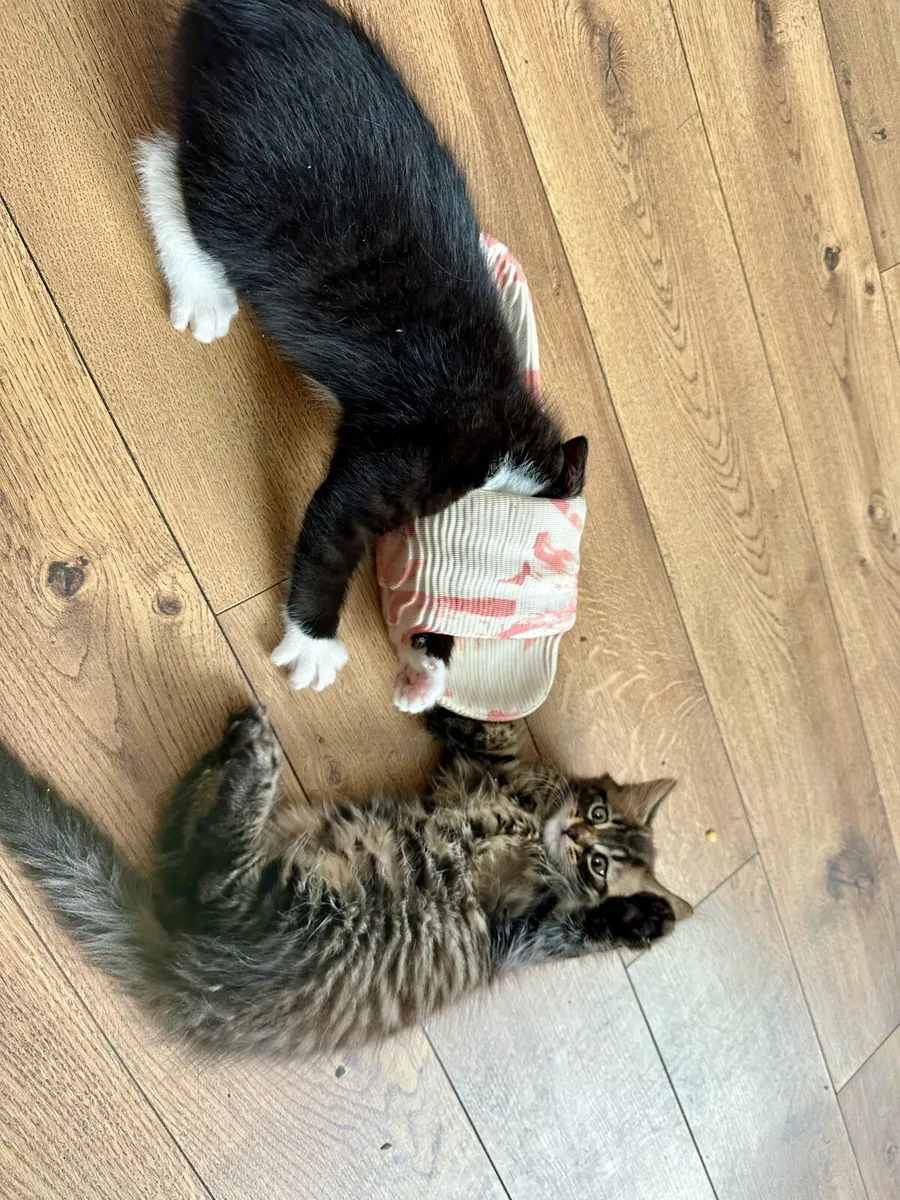 Kittens - Image 2