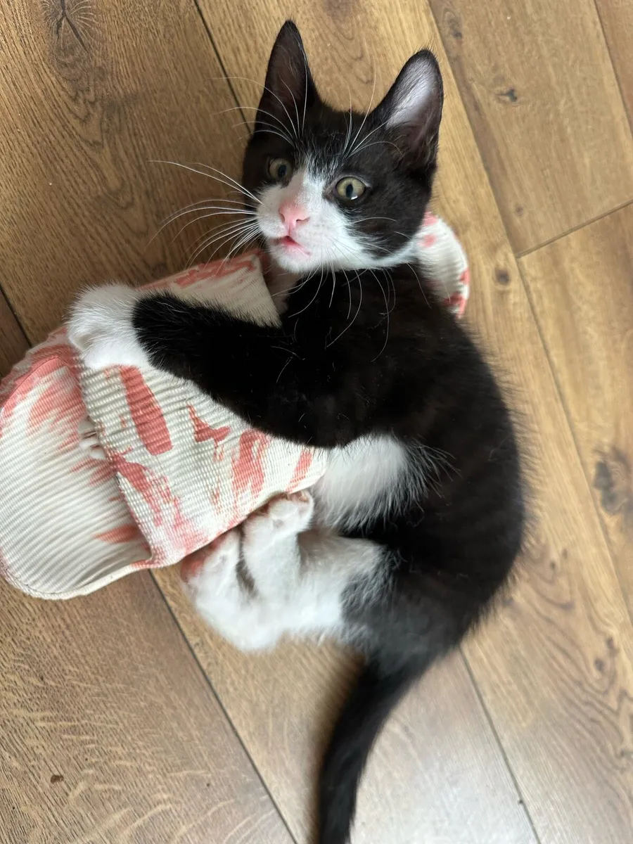 Kittens - Image 3