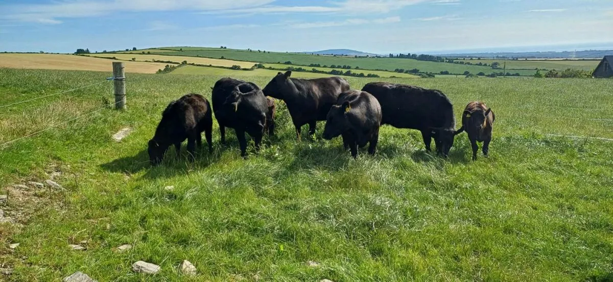 PBR (Pedigree) Angus cows with calves at foot - Image 1
