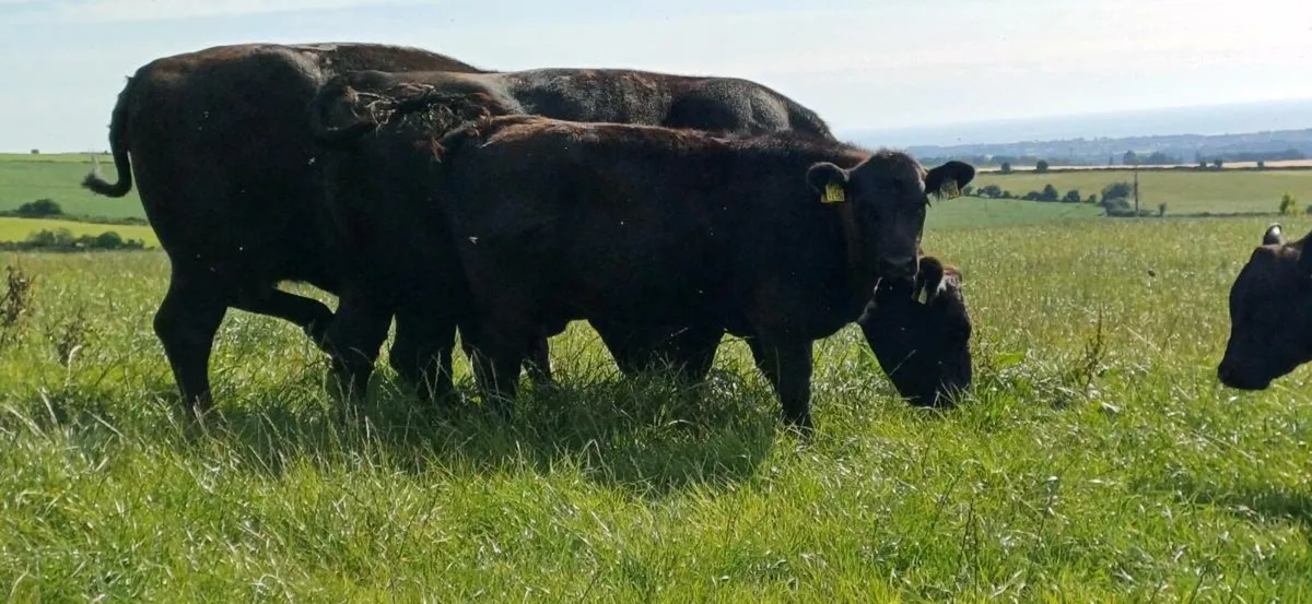 PBR (Pedigree) Angus cows with calves at foot - Image 2