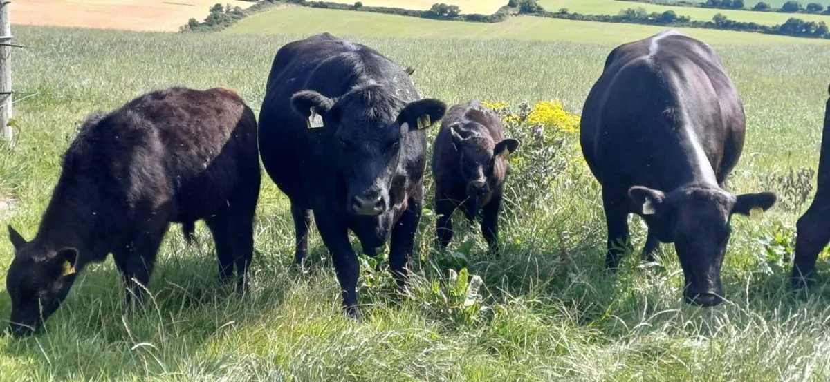 PBR (Pedigree) Angus cows with calves at foot - Image 3
