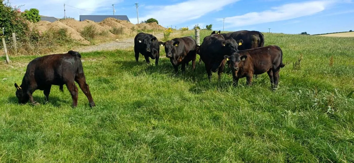 PBR (Pedigree) Angus cows with calves at foot - Image 4
