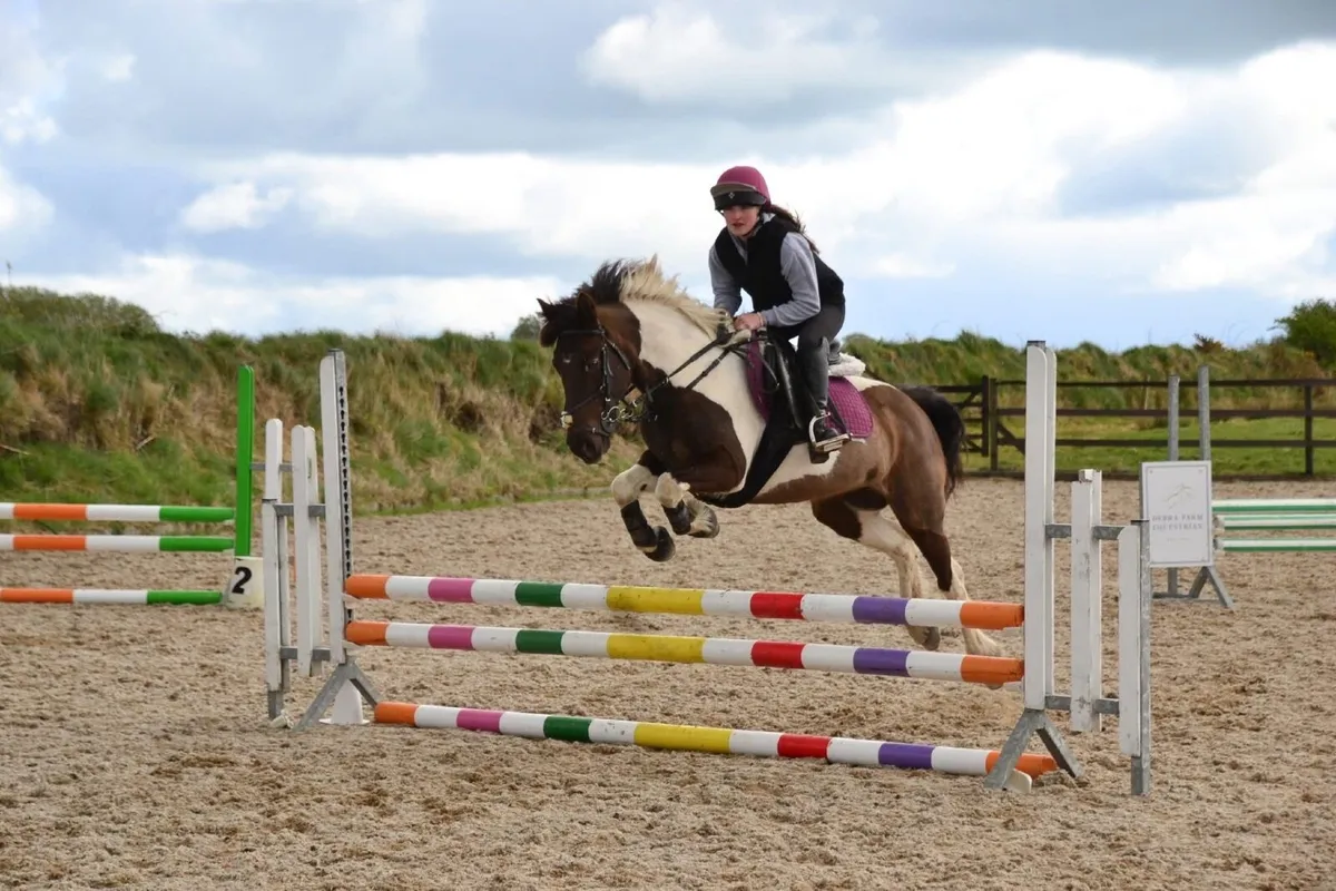 All rounder Mare pony - Image 1