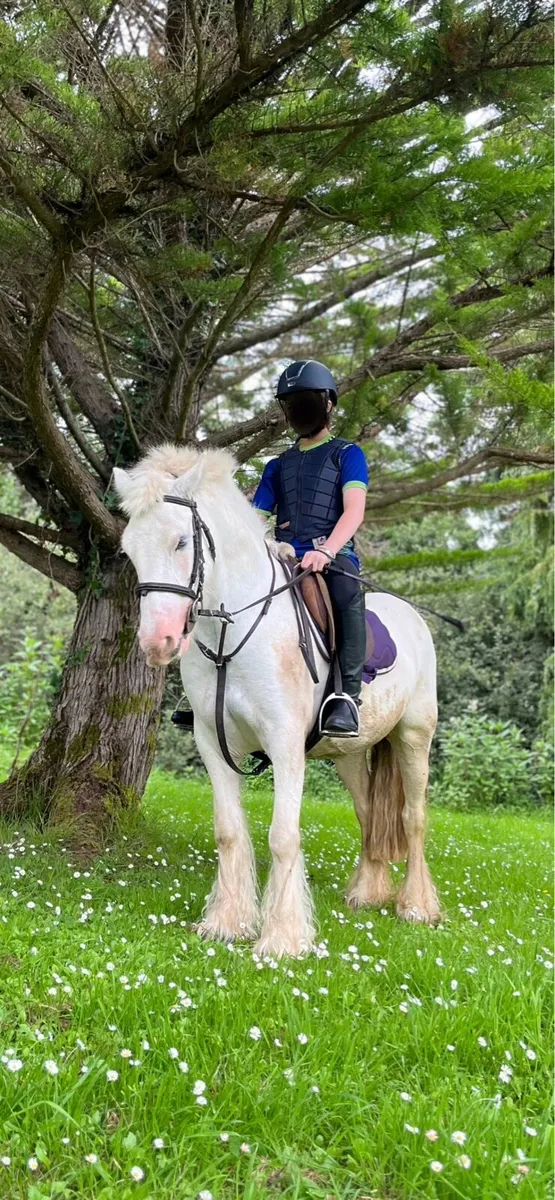 Cob pony 13hh, quite, safe, ultimate beginner pony - Image 1